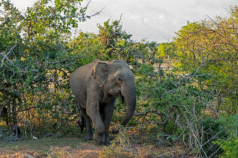 Шри-Ланка, июнь 2017. Элла, малый Пик Адама и сафари-парк Яла
