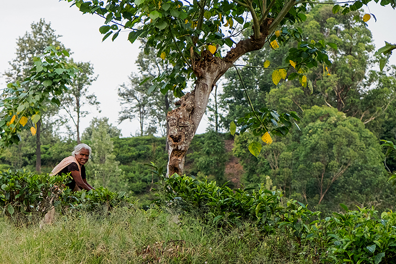 Шри-Ланка, июнь 2017. Элла, малый Пик Адама и сафари-парк Яла